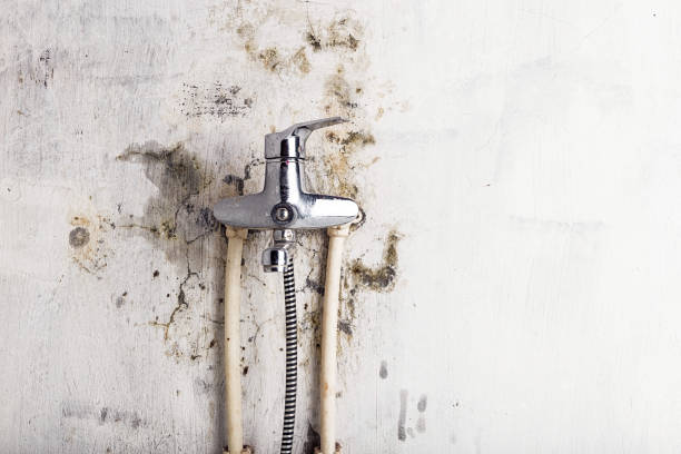 Best Basement Mold Remediation in Northampton, PA